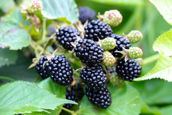 Blackberry Bush Removal in Palm Springs