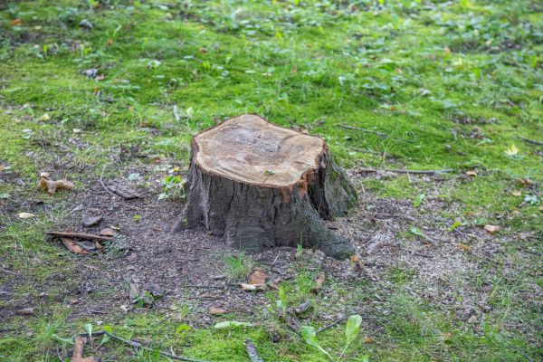 Bush Stump Removal in Palm Springs