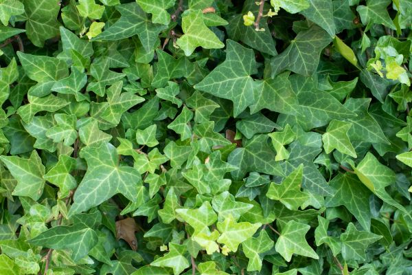 Cost of English Ivy Removal in Palm Springs