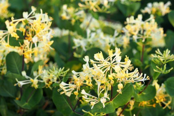 Cost of Honeysuckle Removal in Palm Springs