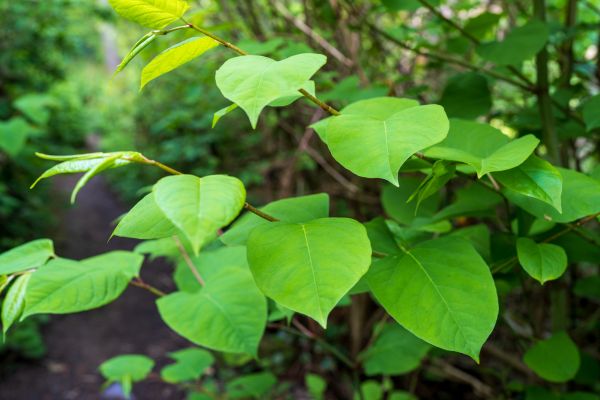 Cost of Invasive Plant Removal in Palm Springs