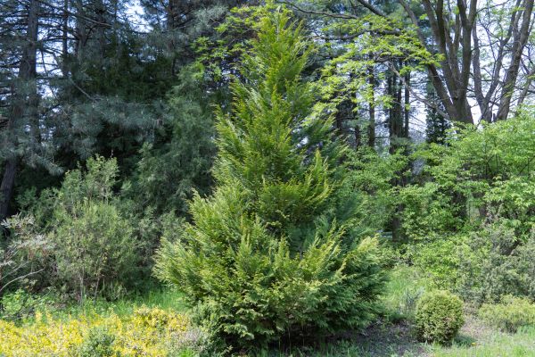 Cost of Juniper Pruning in Palm Springs