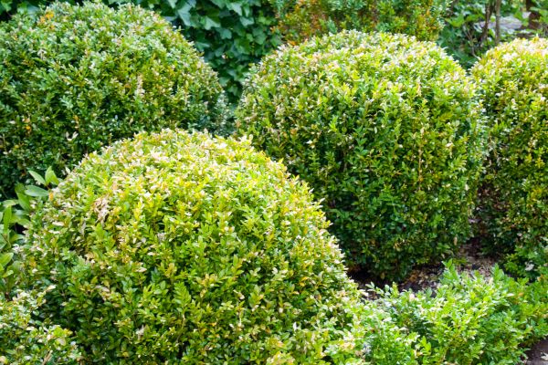 Cost of Landscape Trimming Service in Palm Springs