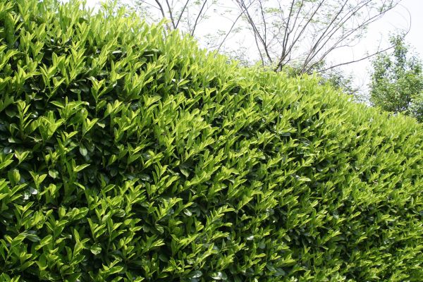 Cost of Laurel Removal in Palm Springs