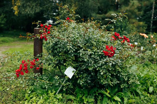 Cost of Rose Bush Removal in Palm Springs