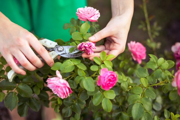 Cost of Rose Trimming in Palm Springs