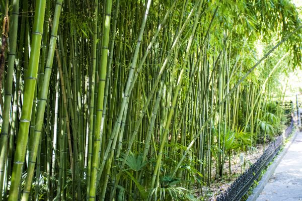 Cost of Bamboo Root Removal in Palm Springs