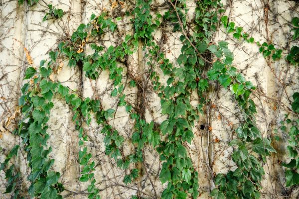 Cost of Vine Removal Service in Palm Springs
