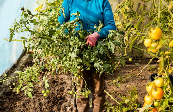 Cost of Garden Plant Removal in Palm Springs