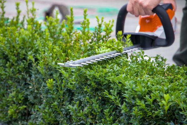 Hedge Shearing in Palm Springs