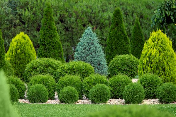 Cost of Shrub Shaping in Palm Springs