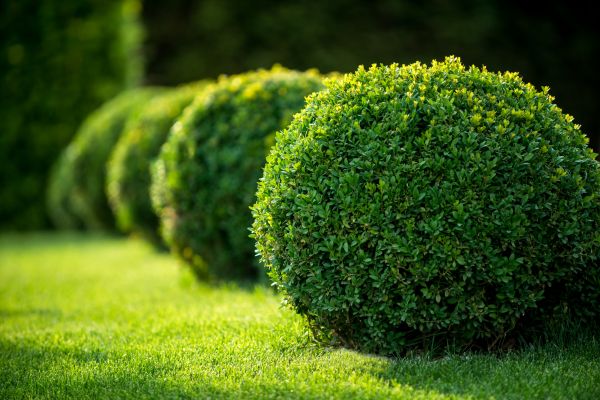 Cost of Bush Pruning in Palm Springs