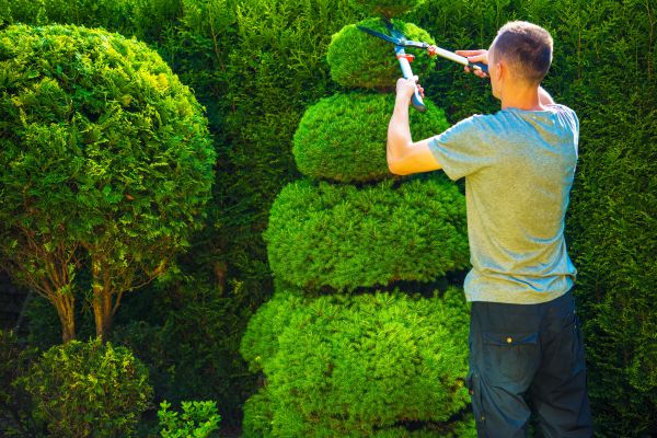 Cost of Topiary Shaping in Palm Springs