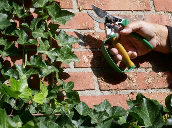 Cost of Ivy Removal Service in Palm Springs