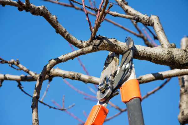 Cost of Selective Pruning in Palm Springs