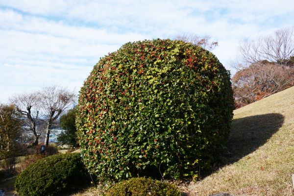 Cost of Holly Trimming in Palm Springs
