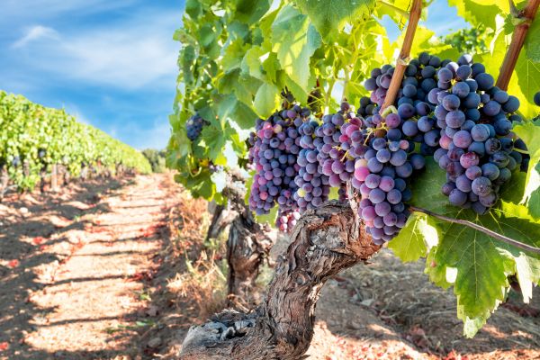 Cost of Grapevine Pruning in Palm Springs