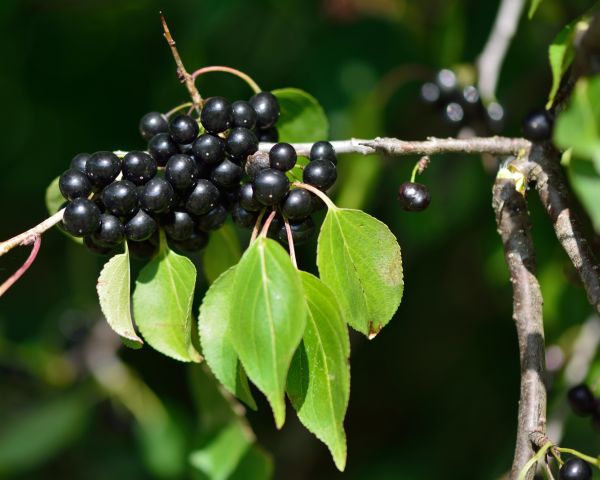 Cost of Buckthorn Removal in Palm Springs
