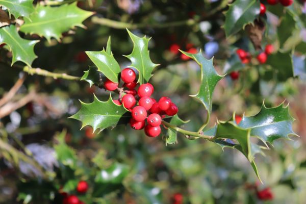 Cost of Holly Tree Trimming in Palm Springs