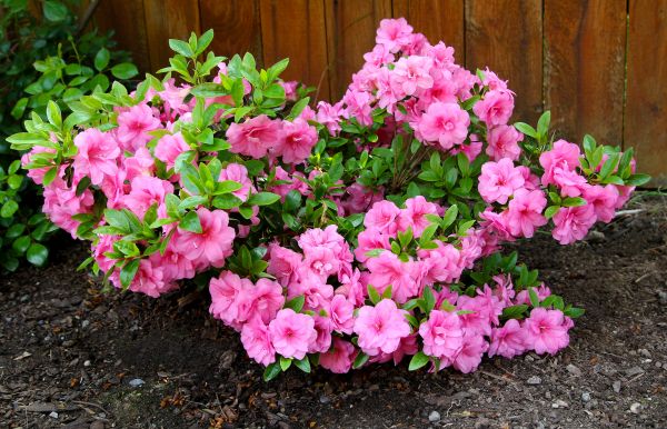 Cost of Azaleas Removal in Palm Springs