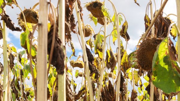 Cost of Dead Plant Removal in Palm Springs
