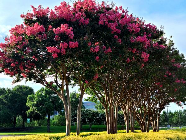 Cost of Crepe Myrtle Pruning in Palm Springs
