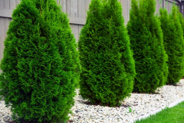 Cost of Arborvitae Pruning in Palm Springs