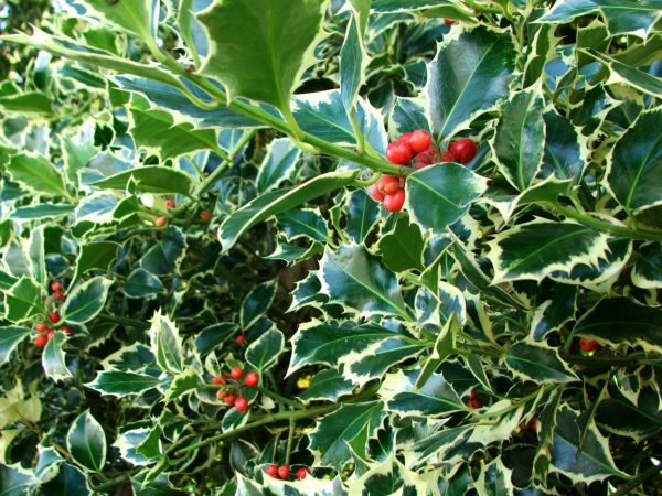 Cost of Holly Bushes Trimming in Palm Springs