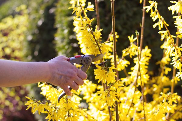 Forsythia Pruning in Palm Springs