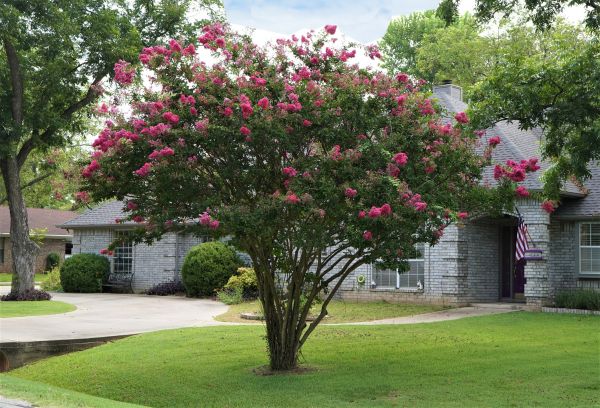 Crepe Myrtle Trimming in Palm Springs