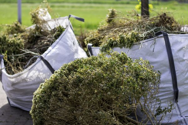 Cost of Shrubs Removal in Palm Springs