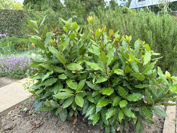 Cost of Laurel Hedge Removal in Palm Springs