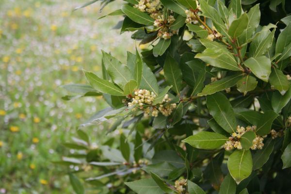 Cost of Laurel Trimming in Palm Springs