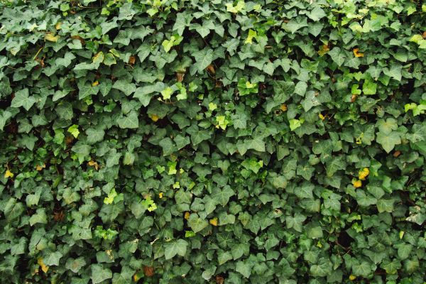 Cost of Ivy Pruning service in Palm Springs