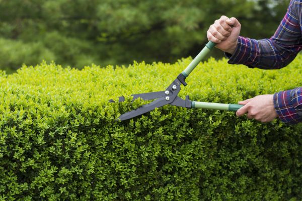 Cost of Evergreen Shrub Pruning in Palm Springs