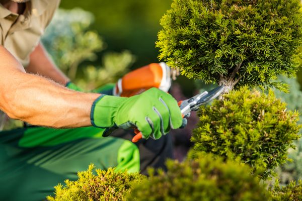 Cost of Landscape Pruning Service in Palm Springs