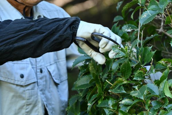 Holly Pruning in Palm Springs