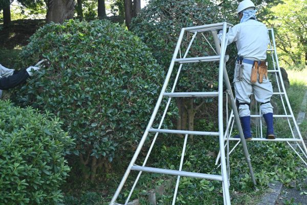 Cost of Holly Shaping in Palm Springs