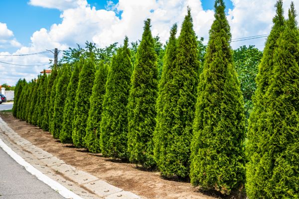 Cost of Arborvitae Shearing in Palm Springs