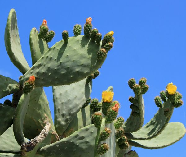 Cost of Cactus Removal in Palm Springs