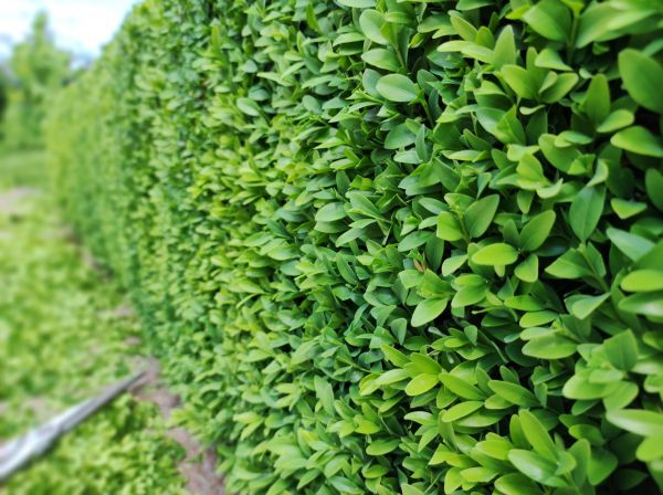 Cost of Boxwood Pruning in Palm Springs