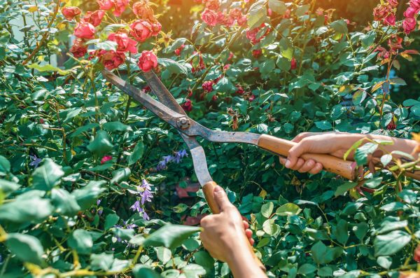 Knockout Roses Pruning in Palm Springs
