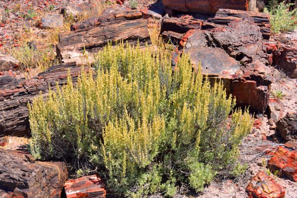 Cost of Sagebrush Removal in Palm Springs