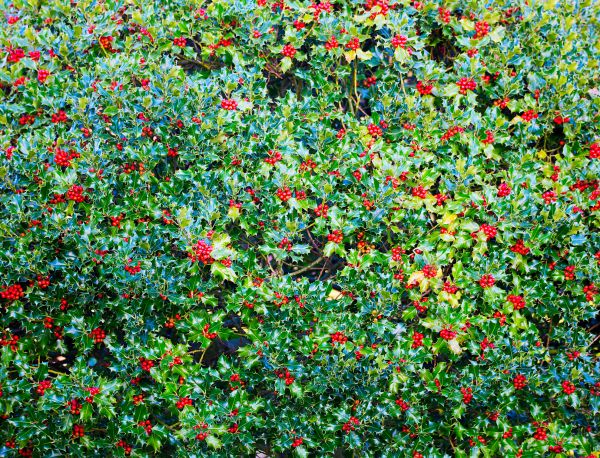 Cost of Holly Bush Removal in Palm Springs