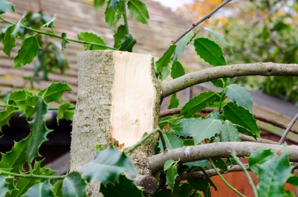 Cost of Holly Tree Removal in Palm Springs