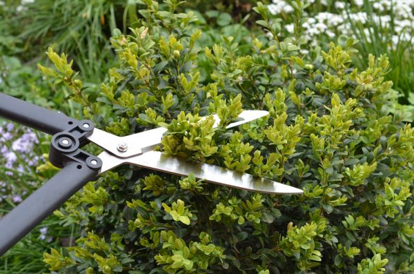 Cost of Boxwood Trimming in Palm Springs