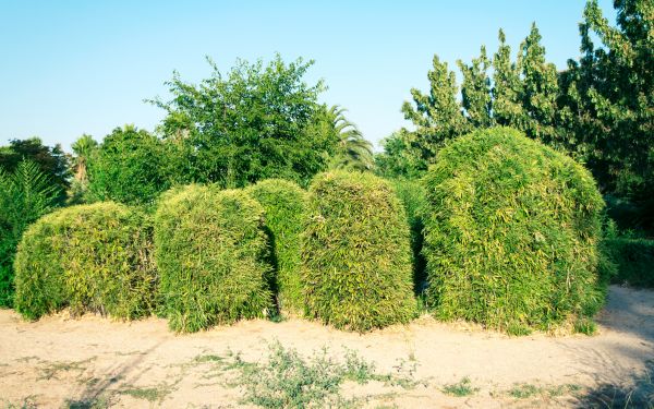 Cost of Bamboo Hedge Removal in Palm Springs