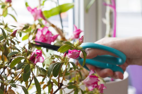 Azalea Pruning in Palm Springs
