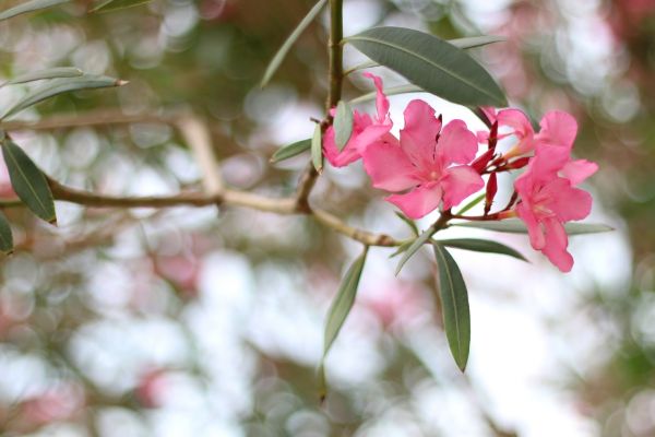 Cost of Oleander Removal in Palm Springs