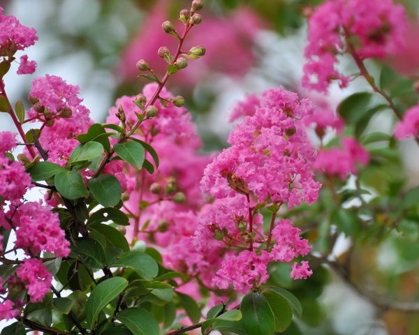 Cost of Crepe Myrtle Removal in Palm Springs